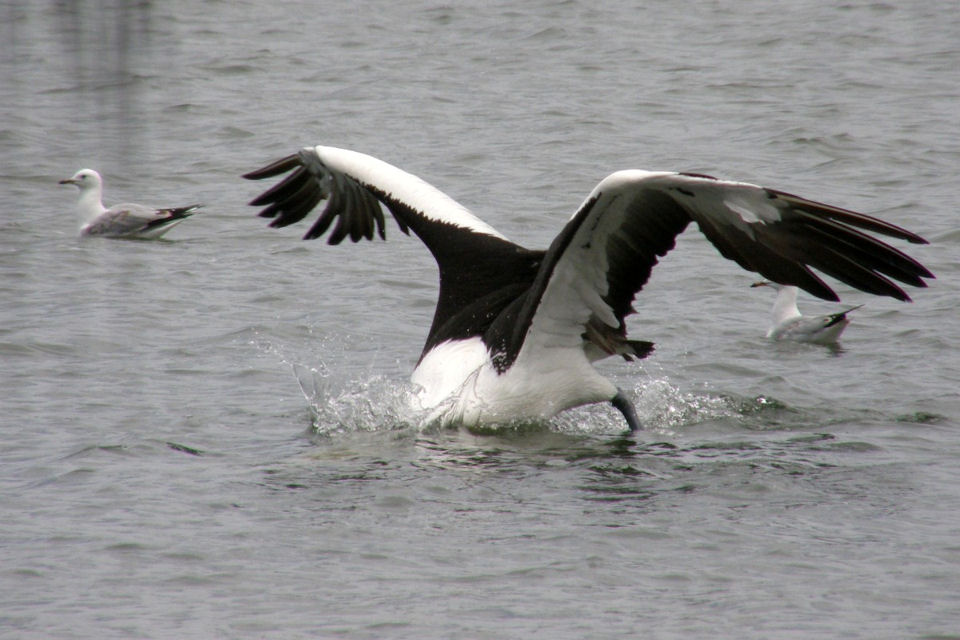 Australian Pelican (Pelecanus conspicillatus)